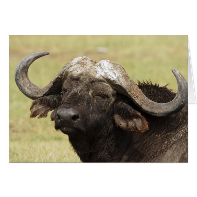Cartão Búfalo-africano, Syncerus caffer (Frente Horizontal)