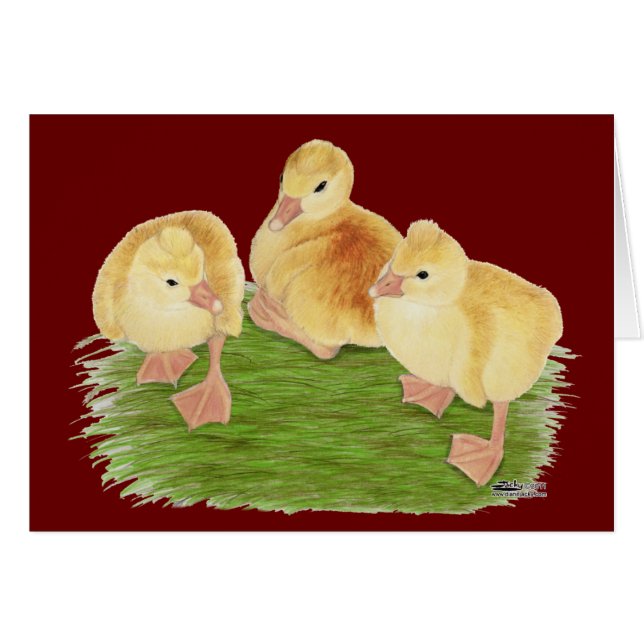 Cartão Buff Goslings Tufted (Frente horizontal)
