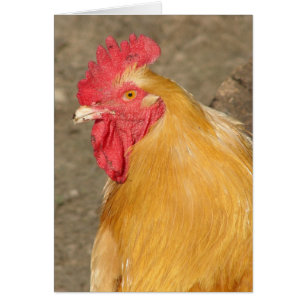 Cartão Buff Orpington Rooster Chamado Brutus
