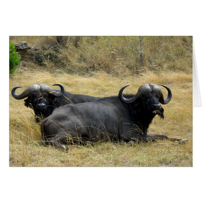 CARTÃO BUFFALO DE ÁGUA NO QUÉNIA (Frente Horizontal)