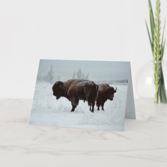 Cartão Buffalo greeting card (Frente)