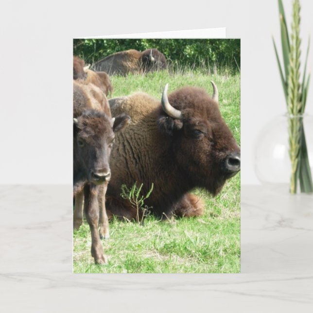 Cartão Buffalo Picture Greeting Card (Frente)
