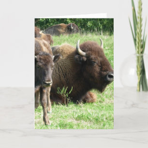 Cartão Buffalo Picture Greeting Card