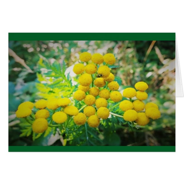 Cartão Bug Amarelo nas Flores Transy (Frente Horizontal)
