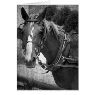 Cartão Buggy Horse no Posto Hitching