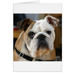 Cartão buldogue