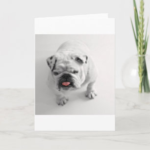 Cartão buldogue em bw