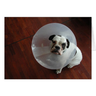 Cartão Buldogue Francês