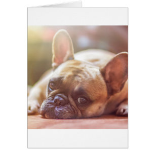 Cartão buldogue francês