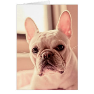 Cartão Buldogue Francês