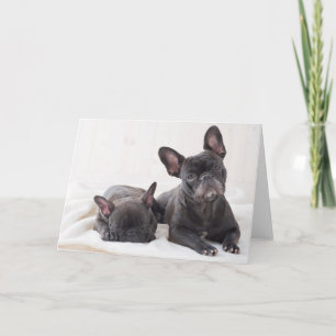 Cartão Buldogue Francês Bonito