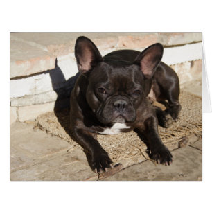 Cartão Buldogue francês Grouchy