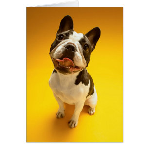 Cartão Buldogue Francês Procurando