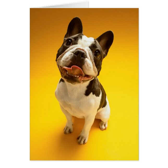 Cartão Buldogue Francês Procurando (Frente)
