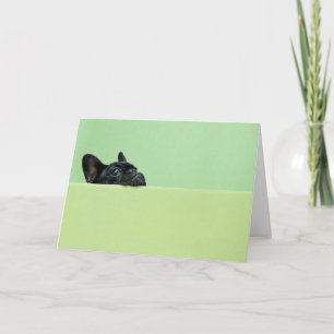 Cartão Buldogue Francês Puppy Purgando Sobre Muro