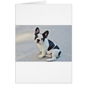 Cartão buldogue francês sentado