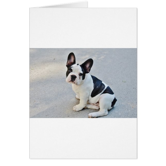 Cartão buldogue francês sentado (Frente)