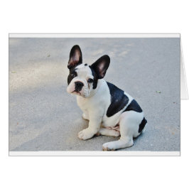 Cartão buldogue francês sentado