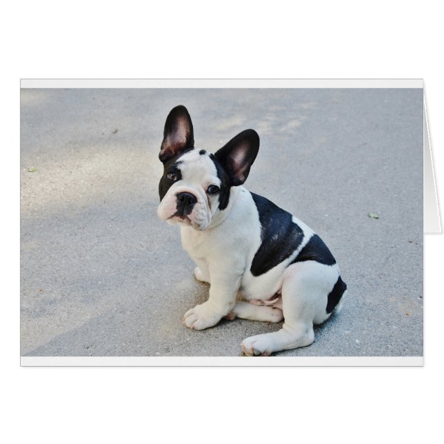Cartão buldogue francês sentado (Frente Horizontal)