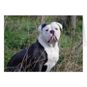 Cartão Buldogue Inglês