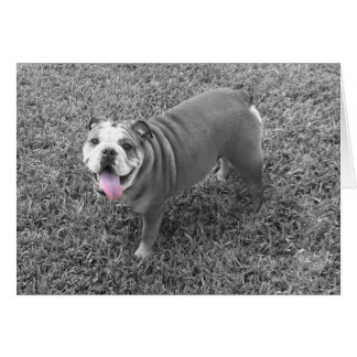 Cartão Buldogue inglês chamado Gucci