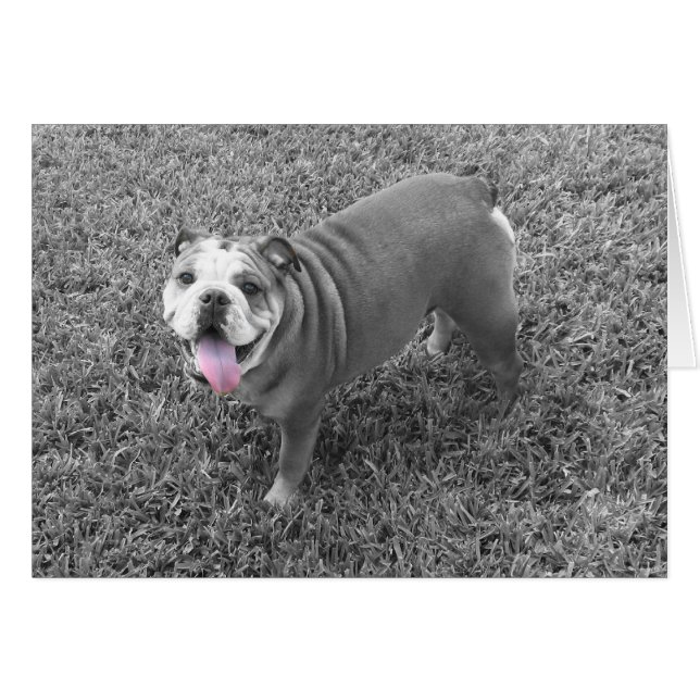 Cartão Buldogue inglês chamado Gucci (Frente Horizontal)