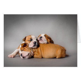 Cartão Buldogue Inglês Dormindo