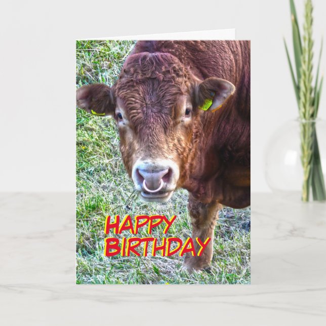 Cartão Bull Birthday (Frente)