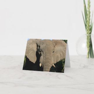 Cartão Bull elephant note card