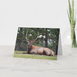 Cartão Bull Elk Resting