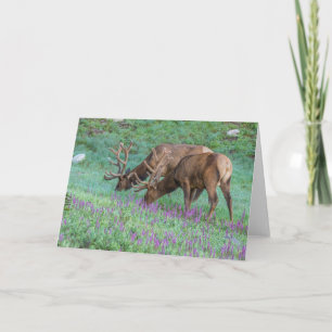 Cartão Bull Elks Rocky Mountain National Park, Colorado