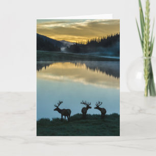 Cartão Bull Elks Silhouetet Poudre Lake Sunrise