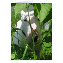 Bull Inglês Terrier Pionando pelas Folhas