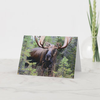 Cartão Bull Moose