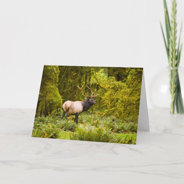 Cartão Bull Roosevelt Elk Em Prado (Frente)