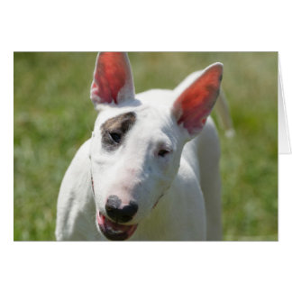 Cartão Bull Terrier em Grassy Field