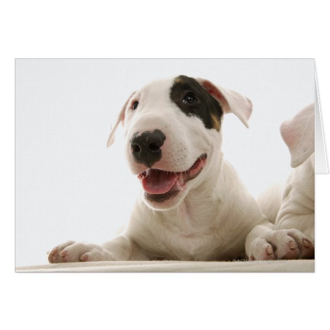 Cartão Bull Terriers (Frente Horizontal)