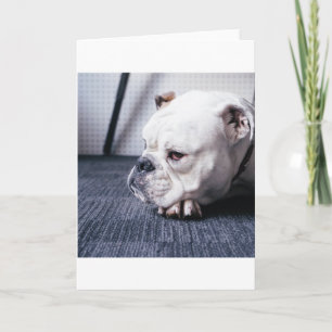 Cartão bulldog