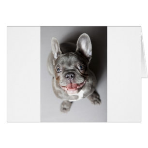 Cartão Bulldog francês