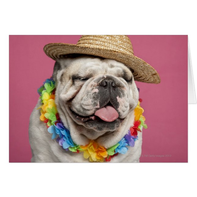 Cartão Bulldog Inglês (18 meses de idade) vestindo palha (Frente Horizontal)