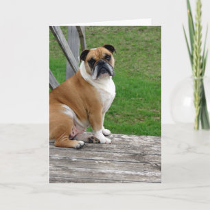Cartão Bulldog, Pensando em Você