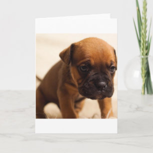 Cartão bulldog puppy