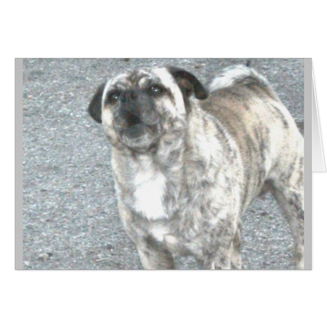 Cartão Bulldogue Inglês Agravado (Frente Horizontal)