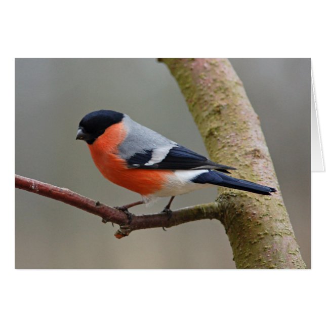 Cartão Bullfinch (Frente Horizontal)