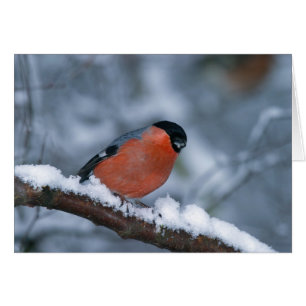 Cartão Bullfinch masculino na placa de neve