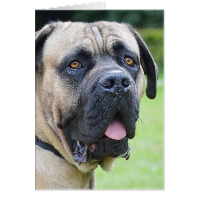 Cartão Bullmastiff (Frente)