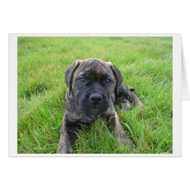 Cartão Bullmastiff_puppy 2.png (Frente horizontal)