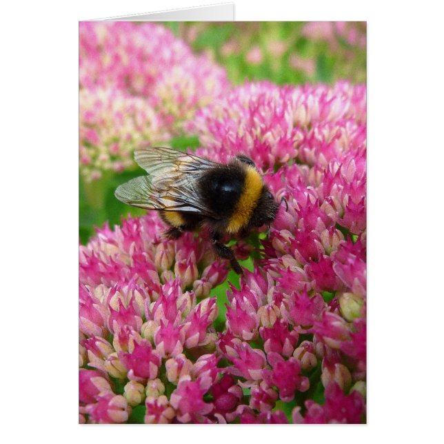Cartão Bumble Bee no Sedum (Frente)