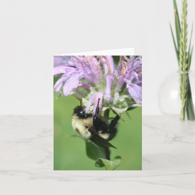 Cartão Bumble Bee On Bee Balm Flower Photography Note (Frente)