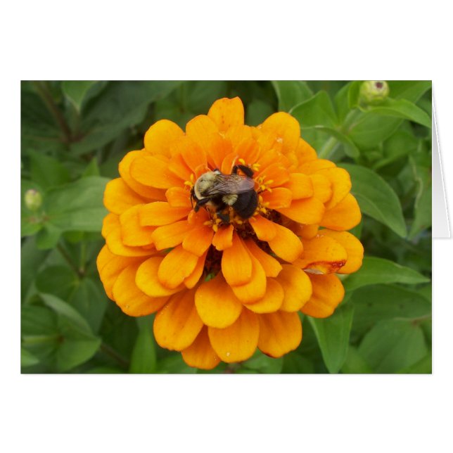 Cartão Bumblebee (Frente Horizontal)